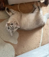 للبيع عمره 11شهر او 12شهر