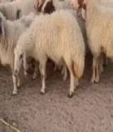 راعي حلال سوداني يبحث عن العمل94430335