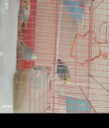 ست عصافير بالقفص