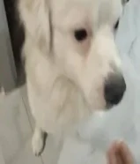 كلب للبيع لدواعي السفر97508264