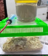 فروخ جاوا عس ربوة الوان جميلة