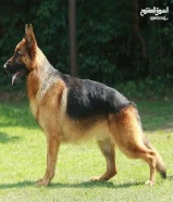 مطلوب نثية جيرمن شوبرد