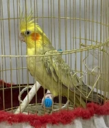 كروان للبيع