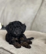 للبيع بودل و توي بودل