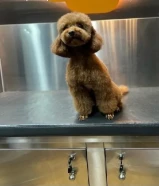 للبيع كلب توي بودل انثى