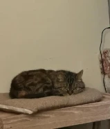 انجلش شورت هير للتبني