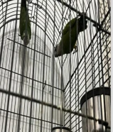 زوج سنقال قابل النتاج