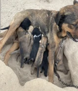 كلاب بعمر شهر تقريبا نوع الام روت وايلر والاب نوع انجليزي كلاب تنفع حراسة وشرسة ، حنونة مع راعيها