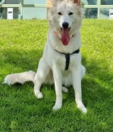 للبيع شيبرد سويسري