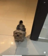 كلب يوركشاير سنه وشهرين