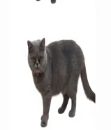 لعوبه وتحب الحرمه