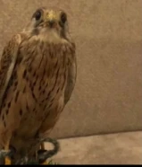 للبيع جميميج مع اغرضه كامله بدون توصيل 20 دينار