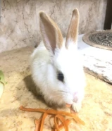 ارنب للبيع انثى لطيف ولعوبة اسمها لوسي.
