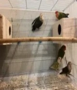 للبيع أزواج روز طفرات منتجين صحتهم زينة مع القفص الكبير و حناتهم