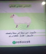 اضاحي نعيمي كويتي للبيع