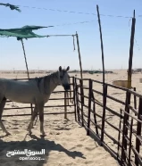 حصان عربي مسجل في بيت العرب