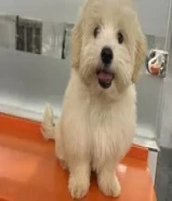 Female maltese 4 months