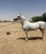 مطلوب حصان خصي استرالي او فرنسي66769153