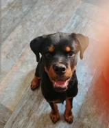 للبيع روتوايلر نثيه rottweiler