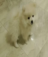 3months old Pomeranian rush for sale