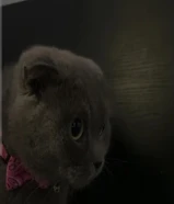 قطوة سكوتش فولد رمادية – أنثى (عمر سنة ونص) للبيع حط سعرك و شيل تناسب الي يبي انتاج طيب