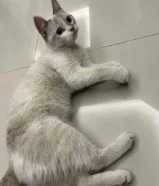 قطوة للتبني "انثى" اقرأ الوصف