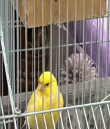 للبيع طير كناري