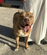 ذكر بيتبول xl