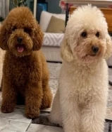 للتزاوج توي بودل ذكرين