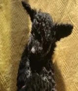 للبيع توي بودل ذكر