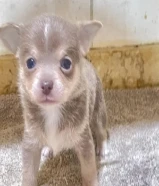 chihuahua male & fem