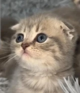 قط سكوتش فولد