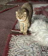 قط سكوتش فولد بريطاني