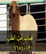 قصاب تحت الطلب ٦٦٥١٠٠٢١جميع مناطق الكويت