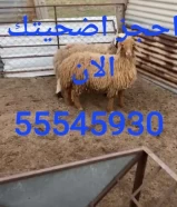 احجز اضحيتك الان ٥٥٥٤٥٩٣٠