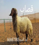 قصاب ابو السيد