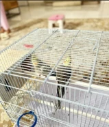 للبيع طيور كروان ازواج و عندهم بيضه