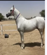 مطلوب حصان بولش او مكس مايكبش ومايرقص