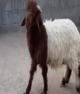 للبيع طليان99279032
