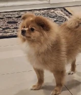 كلاب بوميرينيان