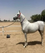 مطلوب حصان مرثون