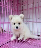 Yoursark and all tape dogs for sale & Buy