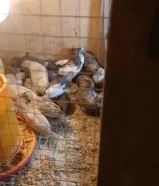 فري صيني للبيع شرط الصحه ونشيط