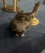 قط ماين كون