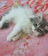 Scottish Straight female