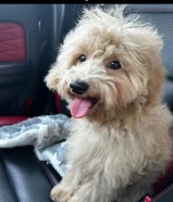 toy poodle