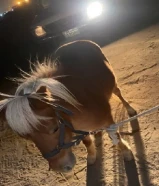 للبيع بوني شرط الشرط