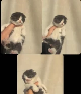 للبيع كتن سكوج فولد مون فيس