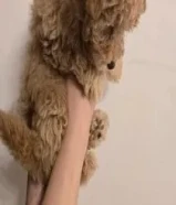 100 KWDبودل جراوي توي للبيع for sale toy poodle