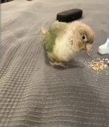 تم العثور على طير كنيور مفقود في منطقة